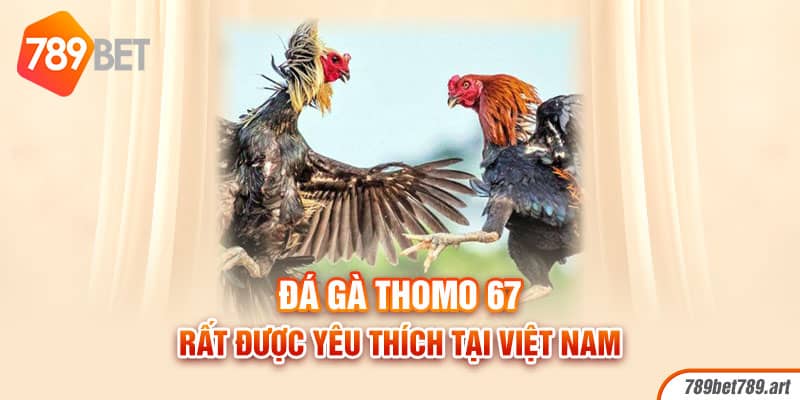 Đá gà thomo 67 rất được yêu thích tại Việt Nam