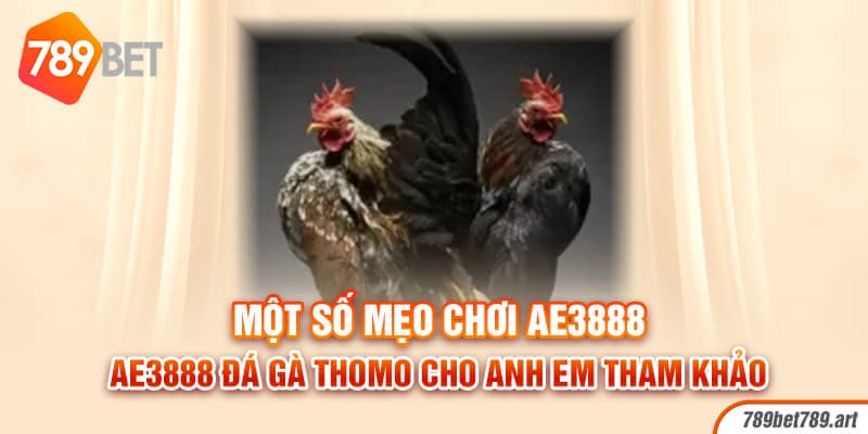 Một số mẹo chơi AE3888 đá gà Thomo cho anh em tham khảo