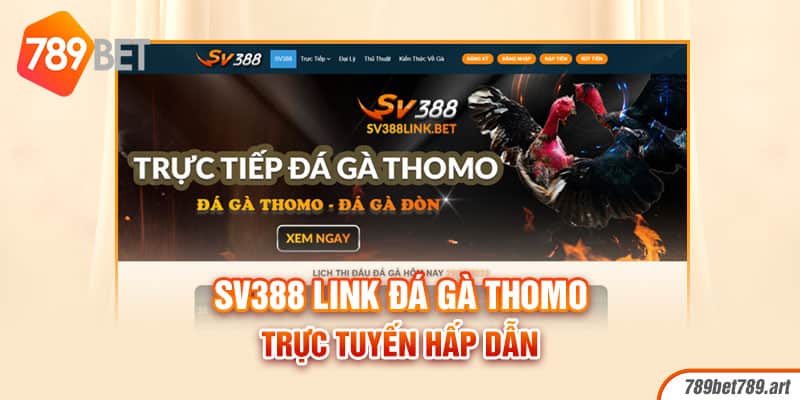 Sv388 link đá gà Thomo trực tuyến hấp dẫn